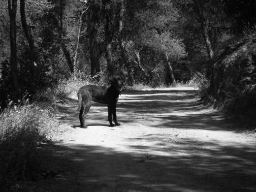 Murfy alucina en el campo, activa el modo cabra y se mueve con una soltura impresionante